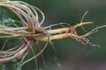 Yellow fumewort